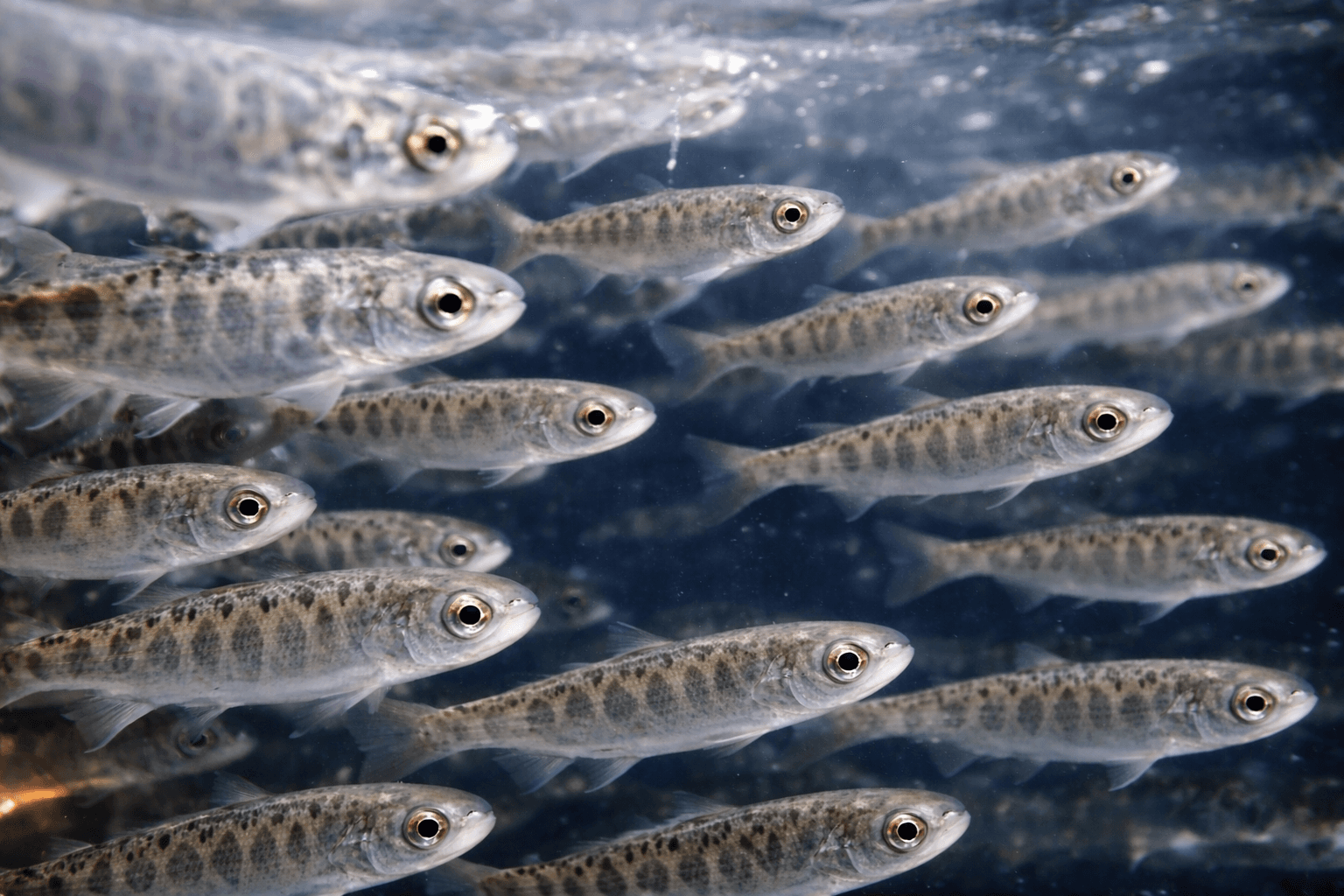 juvenile-fish-school