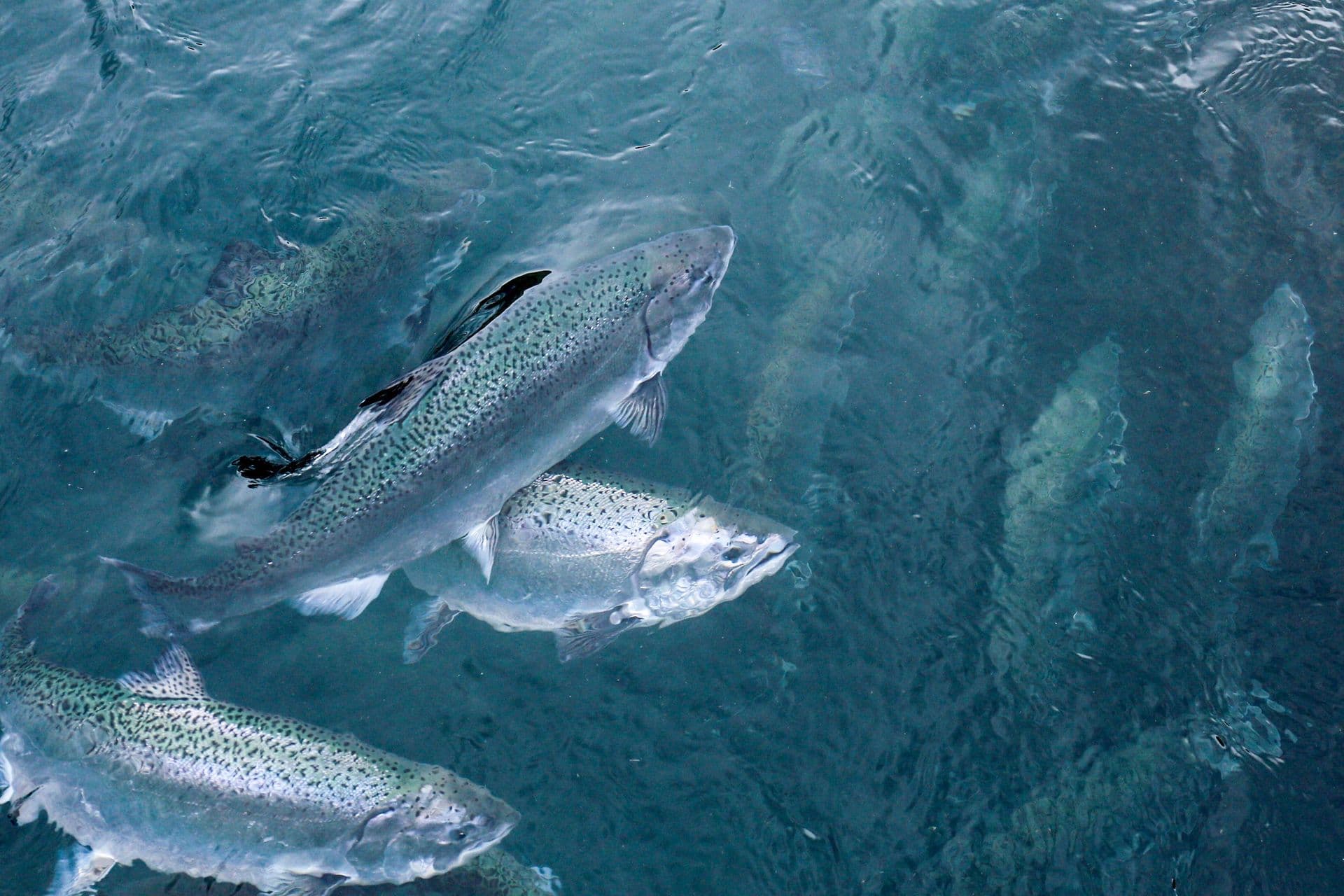 salmon-swimming-above